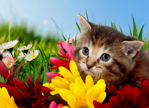 Kitten