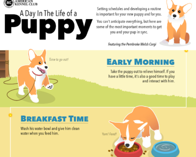 American Kennel Club Infographic